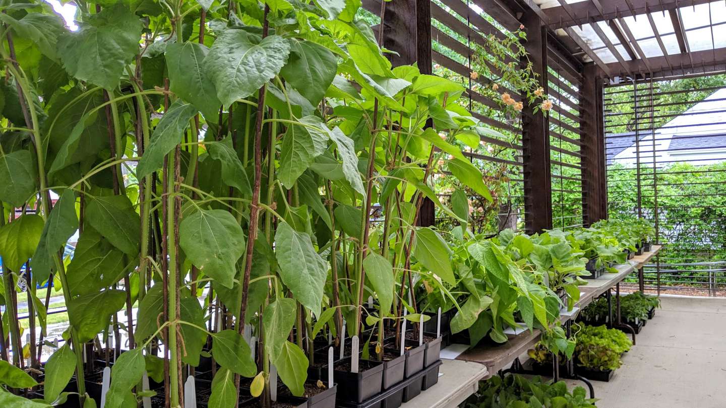 Mordecai Annual Heirloom Plant Sale Raleighnc.gov